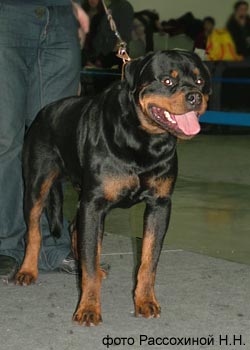 HASSO FROM HOUSE ROTVIS (MORRO VON DER SCHERAU x INDIANA FROM HOUSE ROTVIS) -2 2008 