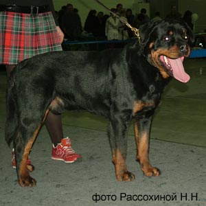 ROTTI'S ALLYANS AMIGO (MORRO VON DER SCHERAU X DOLCE VON DER BURGWEIBER-TREU) -2 2008 