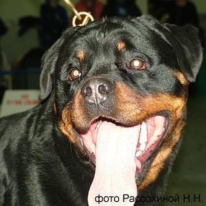 ROTTI'S ALLYANS AMIGO (MORRO VON DER SCHERAU X DOLCE VON DER BURGWEIBER-TREU) -2 2008 