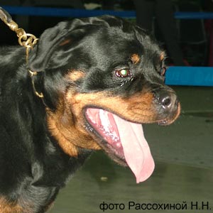 ROTTI'S ALLYANS AMIGO (MORRO VON DER SCHERAU X DOLCE VON DER BURGWEIBER-TREU) -2 2008 