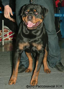 HASSO FROM HOUSE ROTVIS (MORRO VON DER SCHERAU x INDIANA FROM HOUSE ROTVIS) -2 2008 